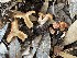  (Lactarius sp. JLF9634 - MO490949)  @11 [ ] CreativeCommons  Attribution Non-Commercial Share-Alike (2021) Unspecified AMS