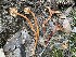  (Lactarius strigosipes - MO490956)  @11 [ ] CreativeCommons  Attribution Non-Commercial Share-Alike (2021) Unspecified AMS