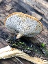  (Polyporus cf. varius - MO500188)  @11 [ ] CreativeCommons  Attribution Non-Commercial Share-Alike (2022) Unspecified AMS