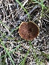  (Coltricia sp. TAC359 - MO502090)  @11 [ ] CreativeCommons  Attribution Non-Commercial Share-Alike (2022) Unspecified AMS