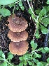  (Crassisporium sp. TAC402 - MO502518)  @11 [ ] CreativeCommons  Attribution Non-Commercial Share-Alike (2022) Unspecified AMS