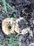  (Lactarius cf. zonarius - MO502910)  @11 [ ] CreativeCommons  Attribution Non-Commercial Share-Alike (2022) Unspecified AMS