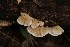 (Antrodia favescens - MO506032)  @11 [ ] CreativeCommons  Attribution Non-Commercial Share-Alike (2022) Unspecified AMS