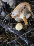  (Polyporus mcmurphyi - MO506378)  @11 [ ] CreativeCommons  Attribution Non-Commercial Share-Alike (2022) Unspecified AMS