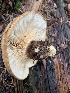  ( - MO508871)  @11 [ ] CreativeCommons - Attribution Share-Alike (2023) Unspecified Arizona Mushroom Society