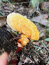  ( - MO509155)  @11 [ ] CreativeCommons - Attribution Share-Alike (2023) Unspecified Arizona Mushroom Society