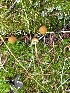  (Galerina sp. IN01 - MO555594)  @11 [ ] CreativeCommons - Attribution Share-Alike (2024) Unspecified Arizona Mushroom Society