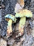  (Boletus subluridellus - MO561949)  @11 [ ] CreativeCommons - Attribution Share-Alike (2024) Unspecified Arizona Mushroom Society