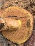  ( - MO561950)  @11 [ ] CreativeCommons - Attribution Share-Alike (2024) Unspecified Arizona Mushroom Society
