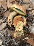  ( - MO561951)  @11 [ ] CreativeCommons - Attribution Share-Alike (2024) Unspecified Arizona Mushroom Society