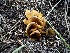  (Otidea sp. JM30 - MO558375)  @11 [ ] CreativeCommons - Attribution Share-Alike (2024) Unspecified Arizona Mushroom Society