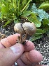  (Agrocybe pediades - MO547428)  @11 [ ] CreativeCommons - Attribution Share-Alike (2024) Unspecified Arizona Mushroom Society