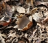  (Geopora cf. sepulta - MO548909)  @11 [ ] CreativeCommons - Attribution Share-Alike (2024) Unspecified Arizona Mushroom Society