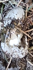  ( - MO565684)  @11 [ ] CreativeCommons - Attribution Share-Alike (2024) Unspecified Arizona Mushroom Society