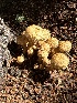  ( - MO556418)  @11 [ ] CreativeCommons - Attribution Share-Alike (2024) Unspecified Arizona Mushroom Society