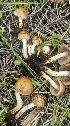  ( - MO550579)  @11 [ ] CreativeCommons - Attribution Share-Alike (2024) Unspecified Arizona Mushroom Society