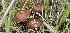  ( - MO550580)  @11 [ ] CreativeCommons - Attribution Share-Alike (2024) Unspecified Arizona Mushroom Society