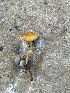  (Pholiotina cf. brunnea - MO551823)  @11 [ ] CreativeCommons - Attribution Share-Alike (2024) Unspecified Arizona Mushroom Society