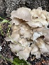  ( - MO530884)  @11 [ ] CreativeCommons - Attribution Share-Alike (2023) Unspecified Arizona Mushroom Society