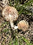  ( - MO554628)  @11 [ ] CreativeCommons - Attribution Share-Alike (2024) Unspecified Arizona Mushroom Society