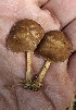  (Pluteus sp. KMF76 - MO555147)  @11 [ ] CreativeCommons - Attribution Share-Alike (2024) Unspecified Arizona Mushroom Society