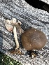  ( - MO555724)  @11 [ ] CreativeCommons - Attribution Share-Alike (2024) Unspecified Arizona Mushroom Society