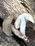  ( - MO558790)  @11 [ ] CreativeCommons - Attribution Share-Alike (2024) Unspecified Arizona Mushroom Society