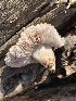  ( - MO561953)  @11 [ ] CreativeCommons - Attribution Share-Alike (2024) Unspecified Arizona Mushroom Society