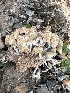  ( - MO547756)  @11 [ ] CreativeCommons - Attribution Share-Alike (2024) Unspecified Arizona Mushroom Society