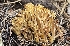  (Ramaria sp. KMF103 - MO558976)  @11 [ ] CreativeCommons - Attribution Share-Alike (2024) Unspecified Arizona Mushroom Society