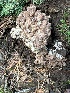  (Ramaria sp. TAC672 - MO553398)  @11 [ ] CreativeCommons - Attribution Share-Alike (2024) Unspecified Arizona Mushroom Society