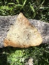  (Rigidoporus cf. ulmarius - MO547544)  @11 [ ] CreativeCommons - Attribution Share-Alike (2024) Unspecified Arizona Mushroom Society