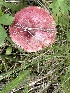  (Russula cf. queletii - MO553158)  @11 [ ] CreativeCommons - Attribution Share-Alike (2024) Unspecified Arizona Mushroom Society