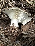  (Russula cf. brevipes - MO555881)  @11 [ ] CreativeCommons - Attribution Share-Alike (2024) Unspecified Arizona Mushroom Society
