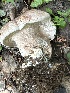  ( - MO553393)  @11 [ ] CreativeCommons - Attribution Share-Alike (2024) Unspecified Arizona Mushroom Society