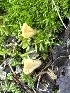  ( - MO555794)  @11 [ ] CreativeCommons - Attribution Share-Alike (2024) Unspecified Arizona Mushroom Society