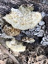  ( - MO518479)  @11 [ ] CreativeCommons - Attribution Share-Alike (2023) Unspecified Arizona Mushroom Society
