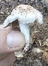  ( - MO561423)  @11 [ ] CreativeCommons - Attribution Share-Alike (2024) Unspecified Arizona Mushroom Society