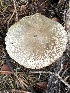  ( - MO585412)  @11 [ ] CreativeCommons - Attribution Share-Alike (2025) Unspecified Arizona Mushroom Society
