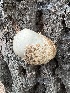  (Volvariella sp. HC11 - MO547434)  @11 [ ] CreativeCommons - Attribution Share-Alike (2024) Unspecified Arizona Mushroom Society