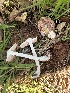  ( - MO547419)  @11 [ ] CreativeCommons - Attribution Share-Alike (2024) Unspecified Arizona Mushroom Society