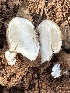  ( - MO547420)  @11 [ ] CreativeCommons - Attribution Share-Alike (2024) Unspecified Arizona Mushroom Society