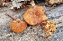  ( - MO561420)  @11 [ ] CreativeCommons - Attribution Share-Alike (2024) Unspecified Arizona Mushroom Society