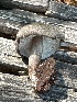  ( - MO558790)  @11 [ ] CreativeCommons - Attribution Share-Alike (2024) Unspecified Arizona Mushroom Society