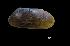  ( - I16_313)  @11 [ ] Copyright (2016) Dr. Terue Cristina Kihara DZMB Senckenberg am Meer