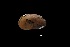  ( - I16_82)  @11 [ ] Copyright (2016) Dr. Terue Cristina Kihara DZMB Senckenberg am Meer