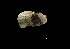  ( - I16_83)  @11 [ ] Copyright (2016) Dr. Terue Cristina Kihara DZMB Senckenberg am Meer