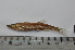  ( - LBPN-23779)  @13 [ ] Unspecified (default): All Rights Reserved (2014) Camila S. Souza Universidade Estadual Paulista, Lab de Biologia e Genetica de Peixes