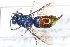  ( - DF017)  @11 [ ] Copyright (2021) David Froehlich Karl-Franzens University of Graz, Dept of Zoology