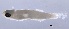  ( - BACQ-52)  @14 [ ] CreativeCommons - Attribution Non-Commercial Share-Alike (2015) Martha Valdez-Moreno El Colegio de la Frontera Sur